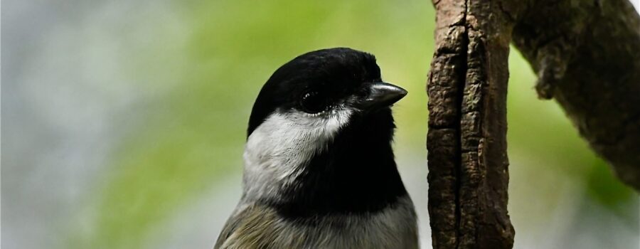 This Carolina chickadee searches along a dead branch for insect eggs and larvae.