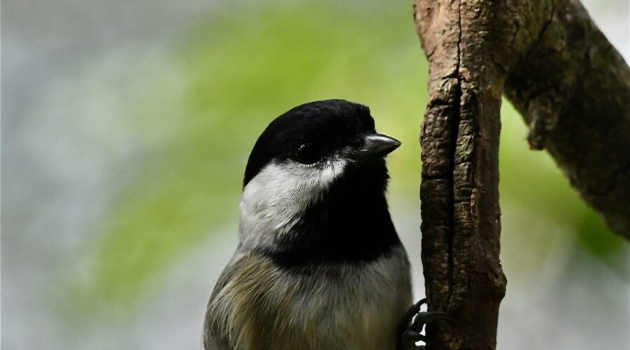 This Carolina chickadee searches along a dead branch for insect eggs and larvae.