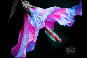 A hibiscus flower photo has been artistically processed to give it some interesting colors and textures.