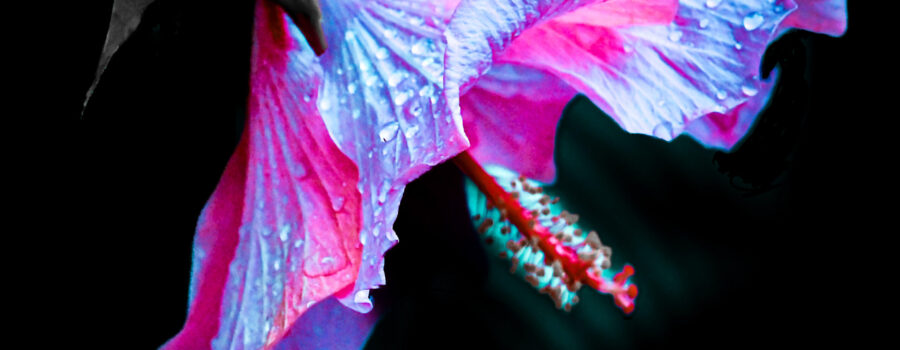 A hibiscus flower photo has been artistically processed to give it some interesting colors and textures.