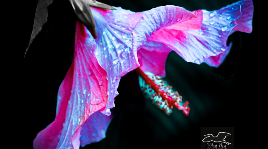 A hibiscus flower photo has been artistically processed to give it some interesting colors and textures.