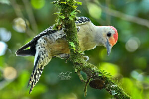 Red bellied woodpeckers can be very intent when hunting insects. The intensity is evident in this image in the birds bent over posture.