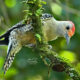 Colorful Red Bellied Woodpeckers Can Be Very Intense