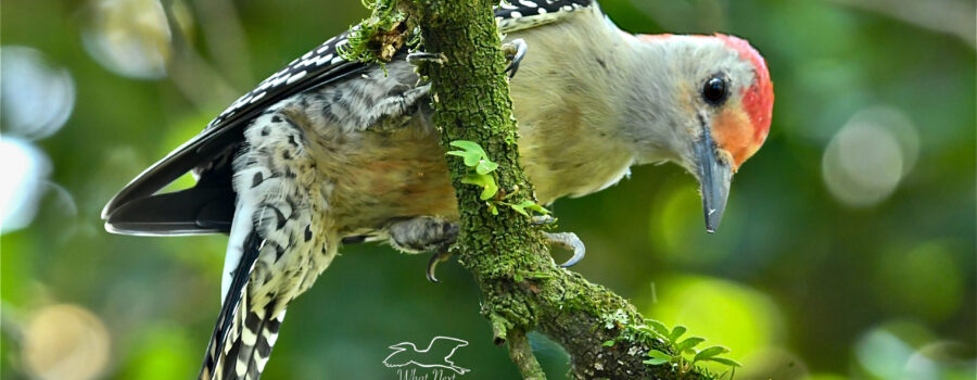 Red bellied woodpeckers can be very intent when hunting insects. The intensity is evident in this image in the birds bent over posture.