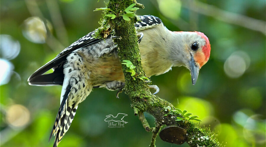 Red bellied woodpeckers can be very intent when hunting insects. The intensity is evident in this image in the birds bent over posture.