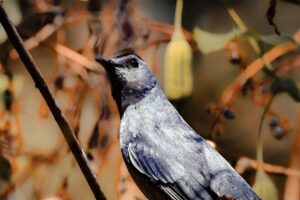 A grey catbird perches majestically with head up and wings down. The surrounding vines are beginning to show some fall coloration.