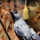 The Beautiful Grey Catbirds are Back in Town