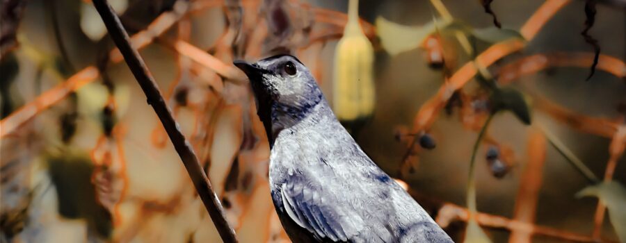 A grey catbird perches majestically with head up and wings down. The surrounding vines are beginning to show some fall coloration.