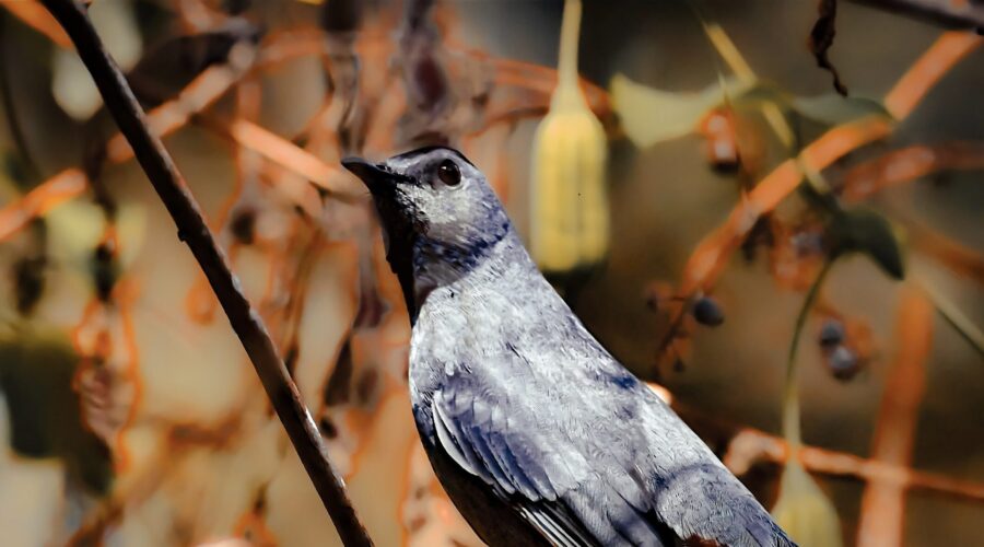 A grey catbird perches majestically with head up and wings down. The surrounding vines are beginning to show some fall coloration.