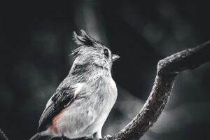 A perched tufted titmouse look behind him with crest raised after hearing a noise. The photo is processed in black and white with a touch of color in the bird and the branch.
