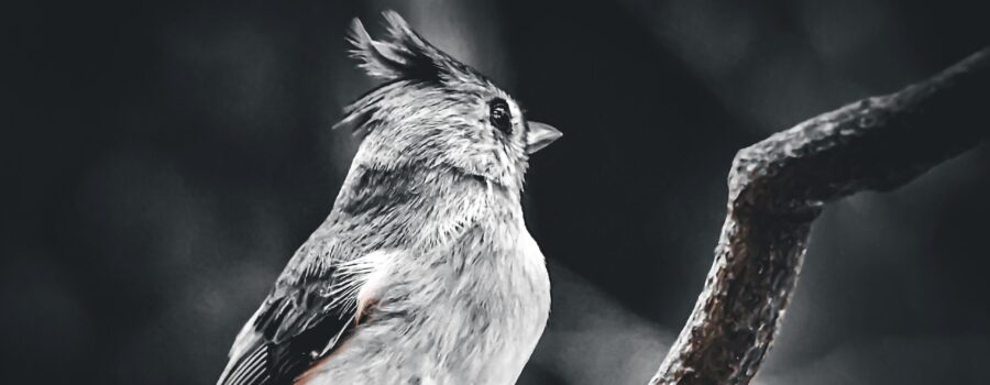 A perched tufted titmouse look behind him with crest raised after hearing a noise. The photo is processed in black and white with a touch of color in the bird and the branch.