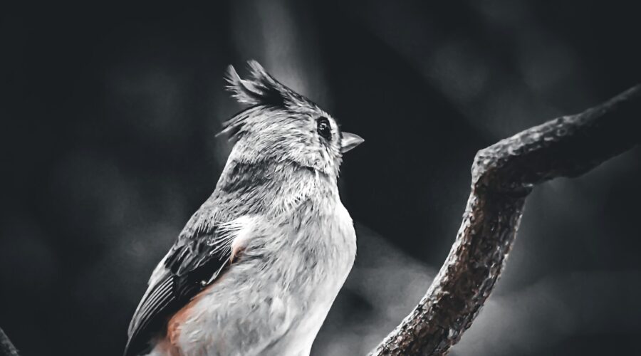 A perched tufted titmouse look behind him with crest raised after hearing a noise. The photo is processed in black and white with a touch of color in the bird and the branch.