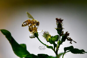A honey bee sips nectar from a blackjack flower. The sun shines through the trees in such a manner as to spotlight the bee.