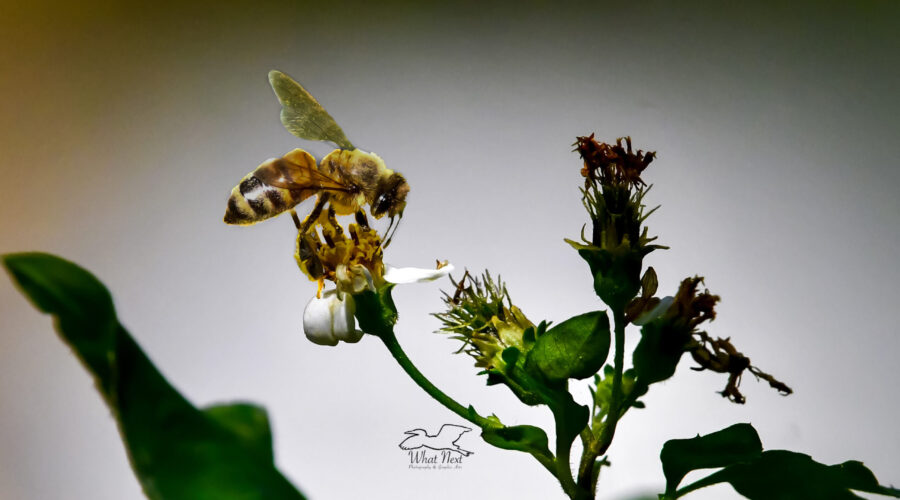 A honey bee sips nectar from a blackjack flower. The sun shines through the trees in such a manner as to spotlight the bee.