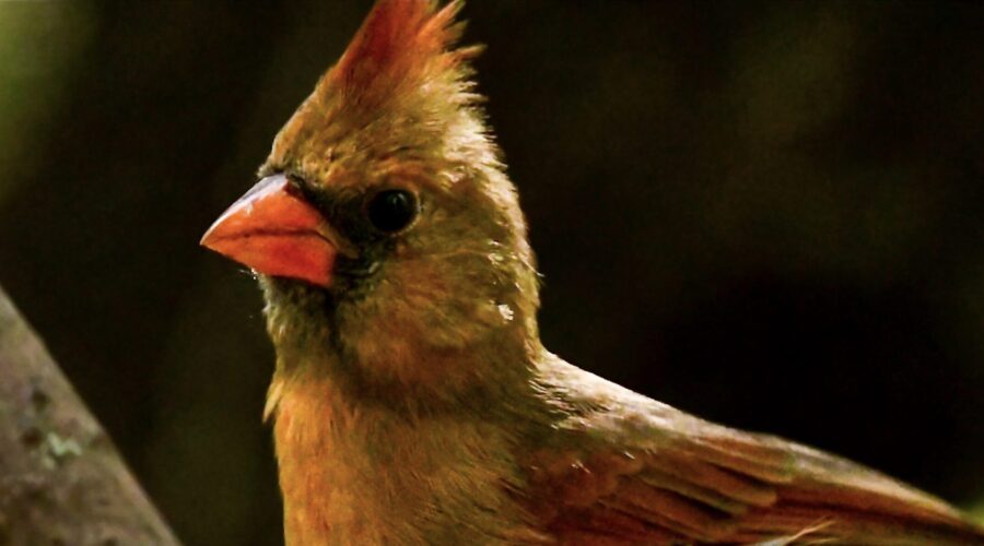 A young female cardinal has crest up and tail spread in readiness for flight if necessary.