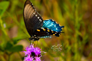 A colorful pipevine swallowtail butterfly is perched on a brilliantly pink bunch of dense blazing stars.