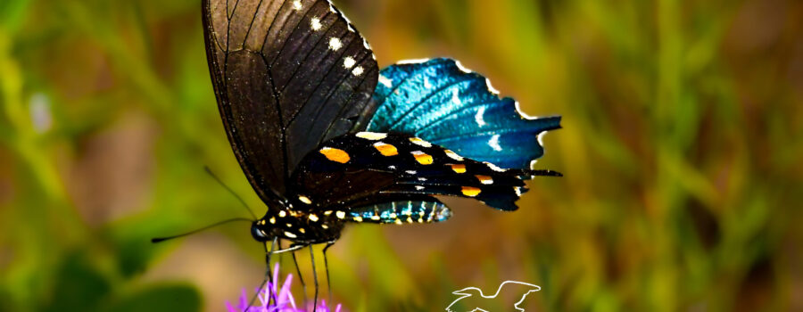 A colorful pipevine swallowtail butterfly is perched on a brilliantly pink bunch of dense blazing stars.