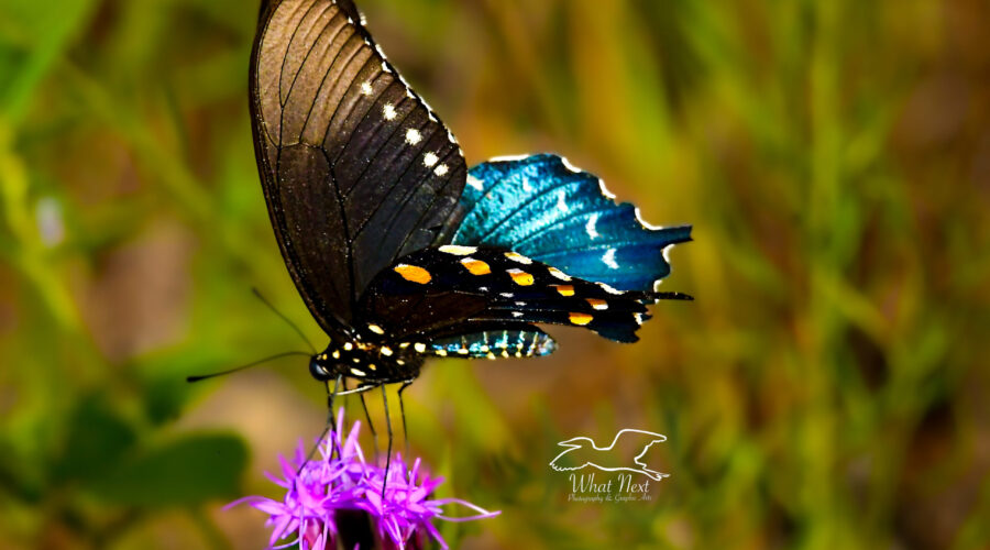 A colorful pipevine swallowtail butterfly is perched on a brilliantly pink bunch of dense blazing stars.