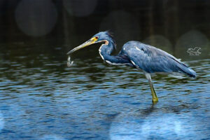 A tricolored heron accidentally drops a recently captured fish.
