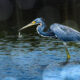 Tricolored Herons are Excellent at Fishing, but…