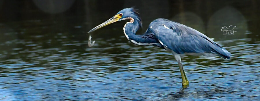 A tricolored heron accidentally drops a recently captured fish.