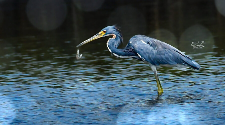 A tricolored heron accidentally drops a recently captured fish.