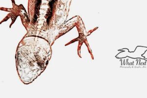 A young brown anole hangs upside down. The photograph has been enhanced to create a sketch-like appearance.