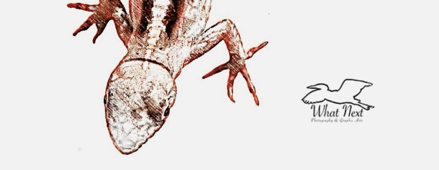 A young brown anole hangs upside down. The photograph has been enhanced to create a sketch-like appearance.