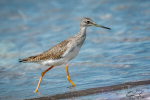 A greater yellow legs strides along the beach in the fall sunlight.