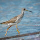The Greater Yellow Legs have a Very Interesting Lifestyle