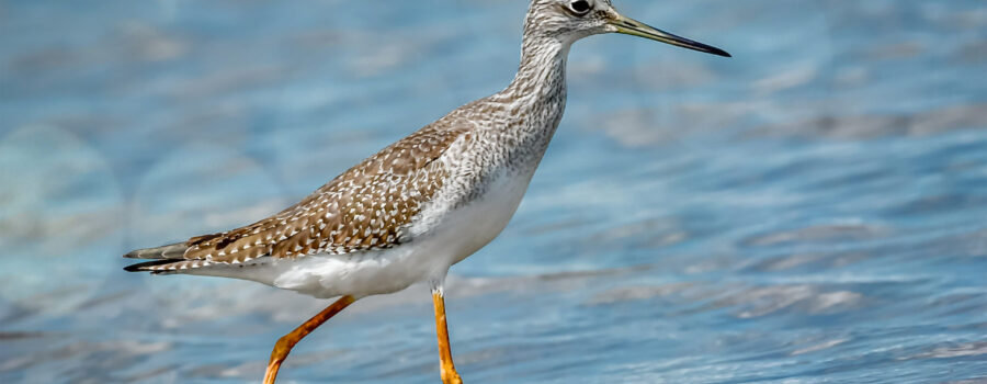 A greater yellow legs strides along the beach in the fall sunlight.