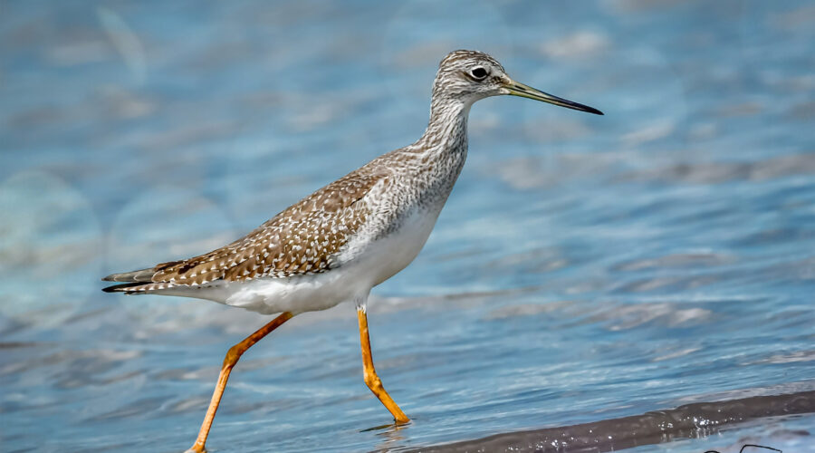 A greater yellow legs strides along the beach in the fall sunlight.