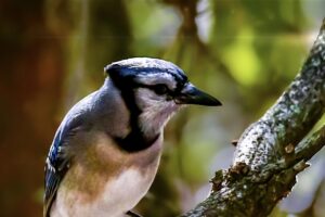 A blue jay sits quietly for a moment while in a contemplative mood.