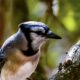 Colorful Blue Jays are Often Noisy, but They Do Have Peaceful Moments