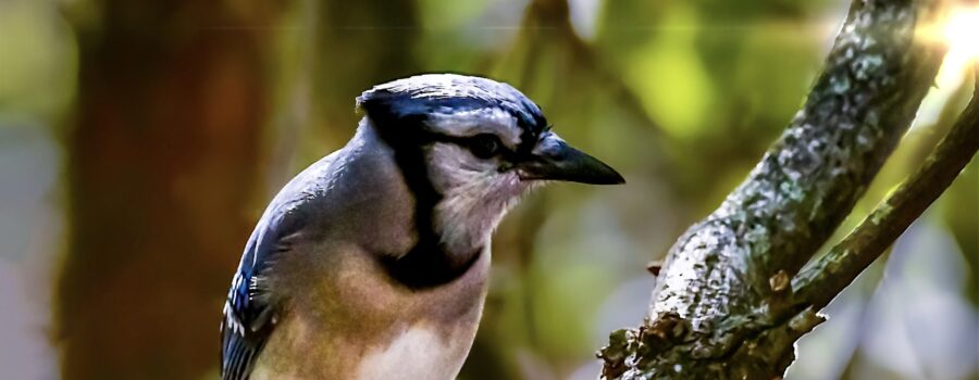 A blue jay sits quietly for a moment while in a contemplative mood.