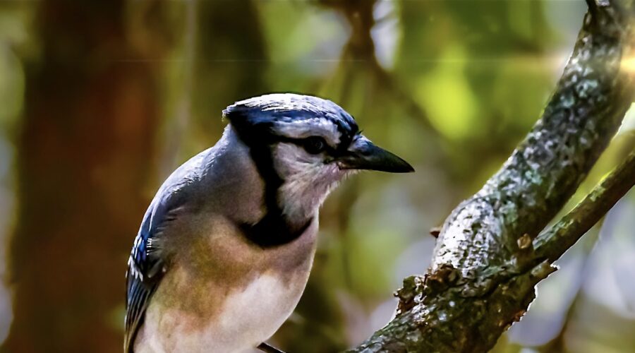 A blue jay sits quietly for a moment while in a contemplative mood.
