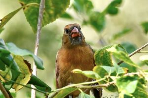 A young female cardinal perches in the bushes after finishing a breakfast of beauty berries.