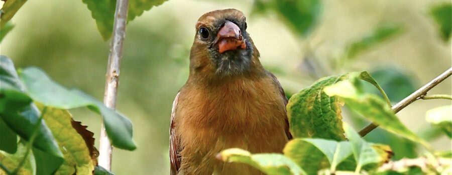 A young female cardinal perches in the bushes after finishing a breakfast of beauty berries.