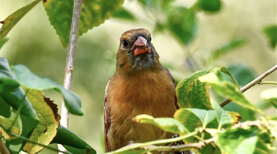 A young female cardinal perches in the bushes after finishing a breakfast of beauty berries.