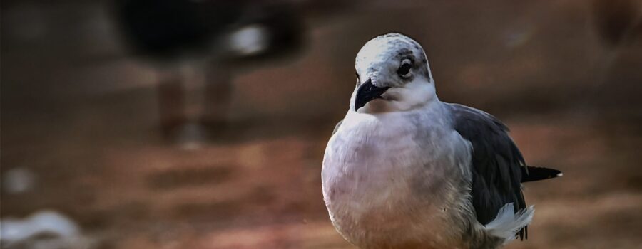 A young laughing gull takes a quiet walk along the beach.