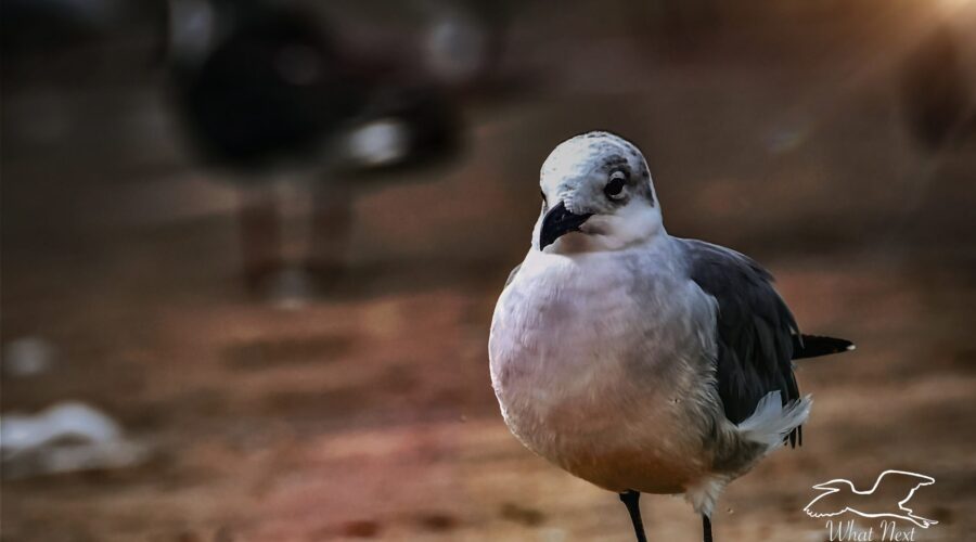 A young laughing gull takes a quiet walk along the beach.