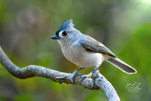 A tufted titmouse perches for a moment in the sun deep in the green woods of central Florida.