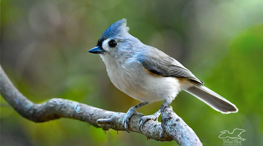 A tufted titmouse perches for a moment in the sun deep in the green woods of central Florida.