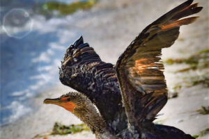 A double crested cormorant gets ready to take off after sunning itself on the beach.