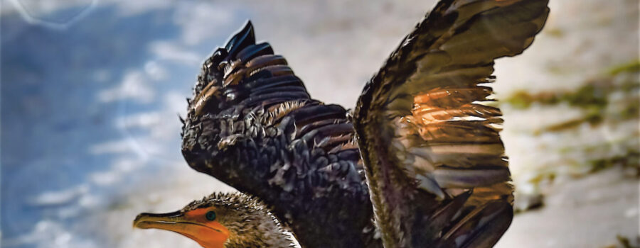 A double crested cormorant gets ready to take off after sunning itself on the beach.
