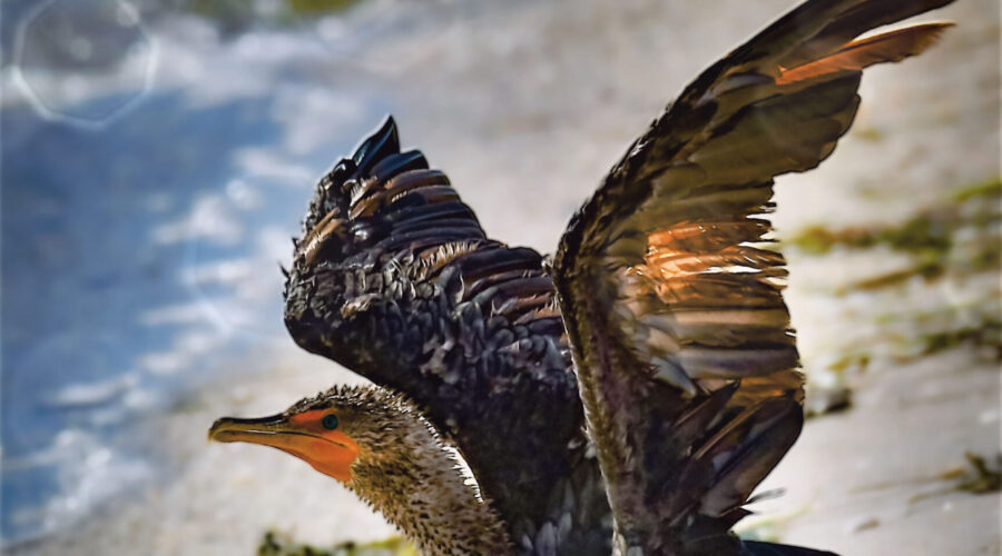 A double crested cormorant gets ready to take off after sunning itself on the beach.