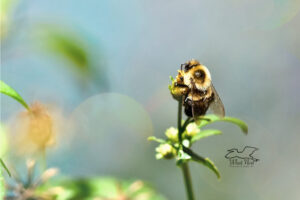 A large black and yellow bumblebee satisfies its hunger on a blackjack flower.