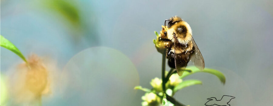 A large black and yellow bumblebee satisfies its hunger on a blackjack flower.