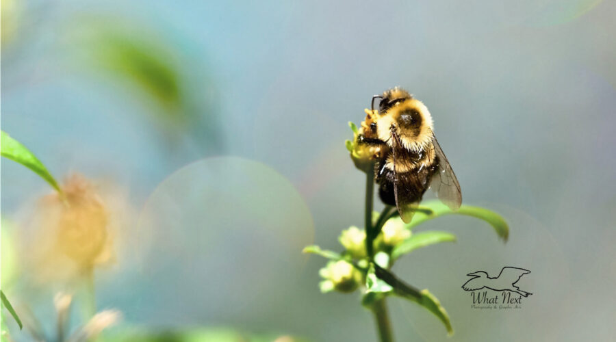 A large black and yellow bumblebee satisfies its hunger on a blackjack flower.