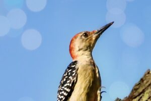 A beautiful little red bellied woodpecker marches up a tree trunk as easily as she walks on the ground.